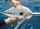 Coppia Copri Draglie Sail Defender 32x7x4,5cm Bianco #MT3840054